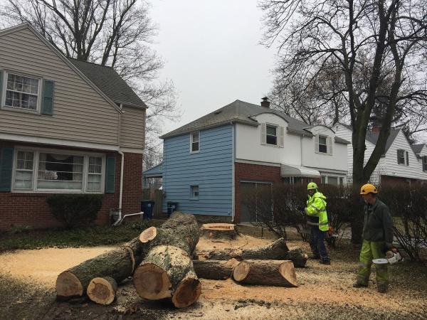 Al's Tree Service