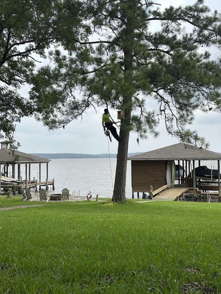 Woodard Tree Service