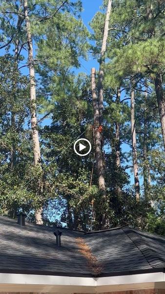 Woodard Tree Service