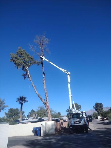 520 Tree Service