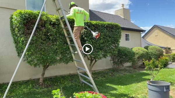 Distinctive Landscape & Maintenance