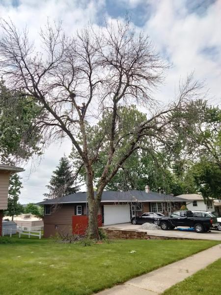 Tyler's Trees