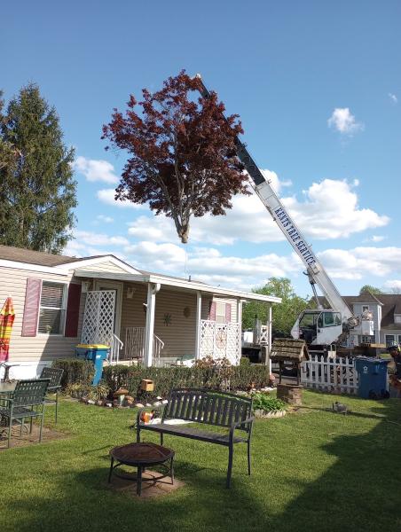 Kents Tree Service