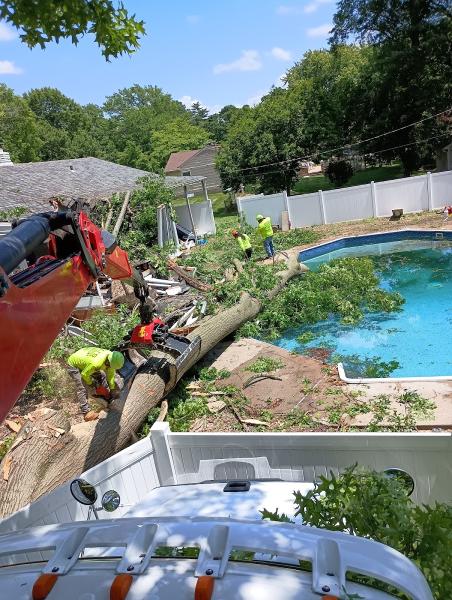 Eli's Tree Service Company