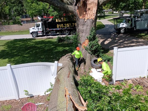 Eli's Tree Service Company