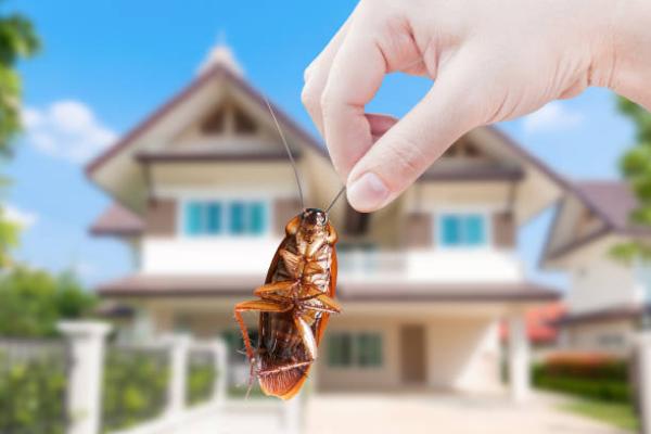 Long Island Exterminator
