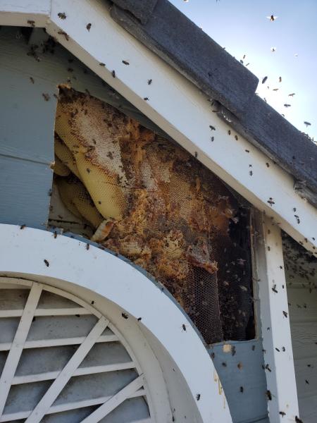 BEE Removal