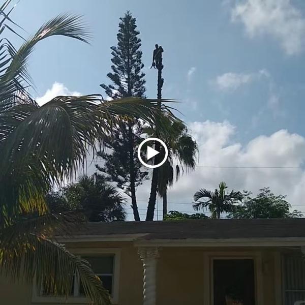 All Dade Tree Services