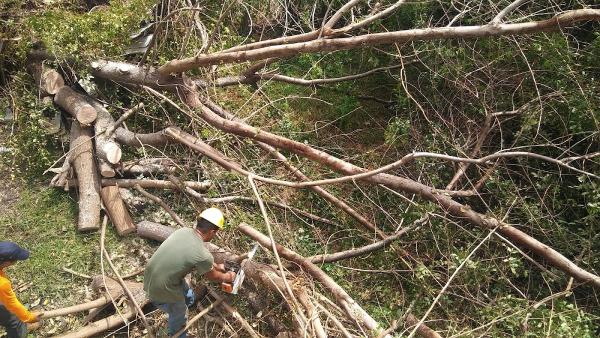 All Dade Tree Services