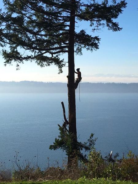 Taylors Snohomish Tree Service