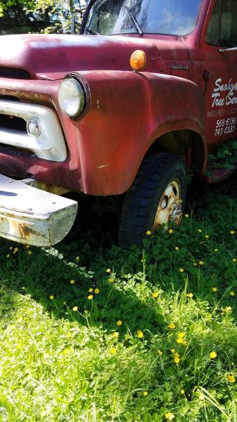 Taylors Snohomish Tree Service