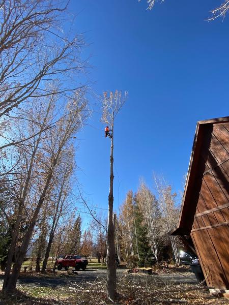 Anson Tree Care