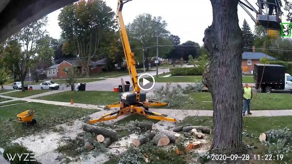 Michigan Tree & Stump