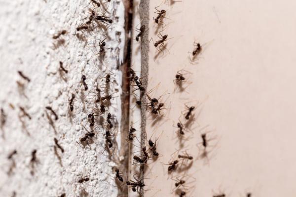 GK Pest Solutions