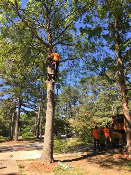 Huckabee Tree Service