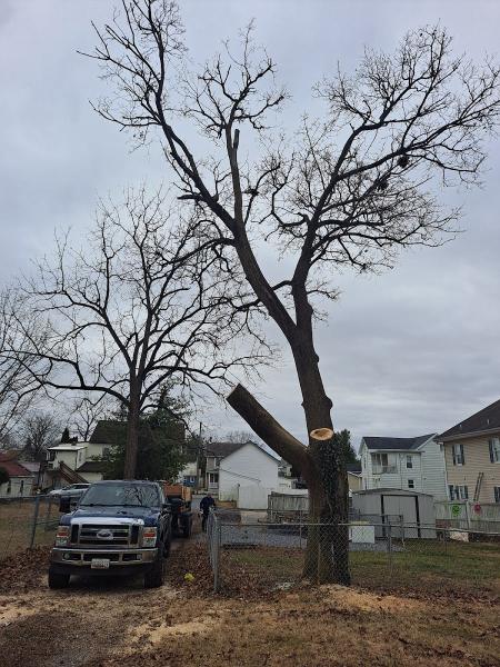 A.C. Tree Service LLC