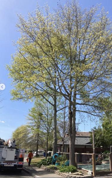 Abraham's Professional Tree Service