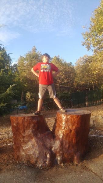Butte County Tree Service