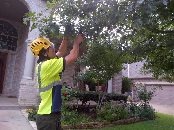 Integrity Tree Care