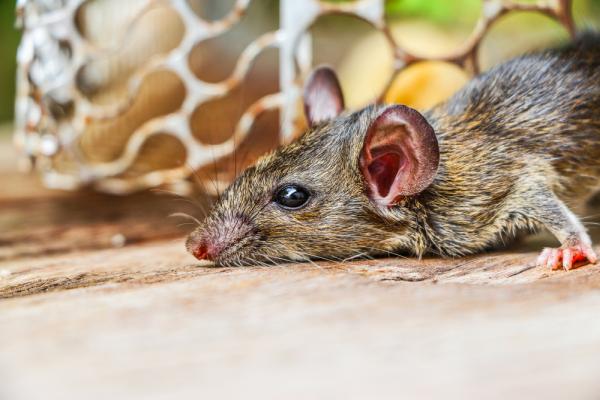 Critter Control