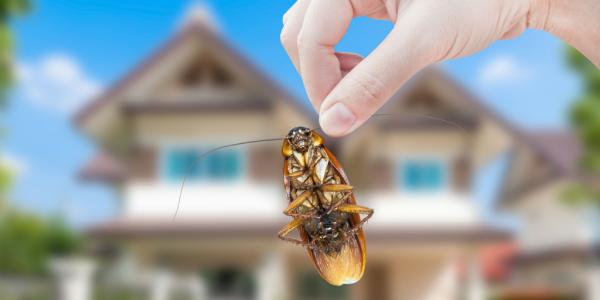 Critter Control