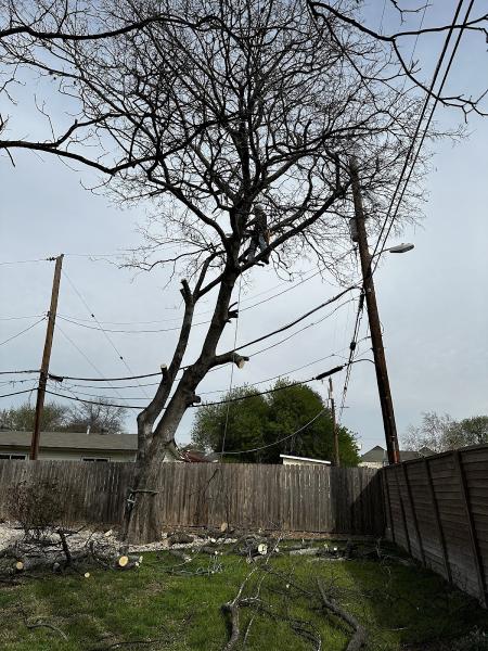 Good Arbor