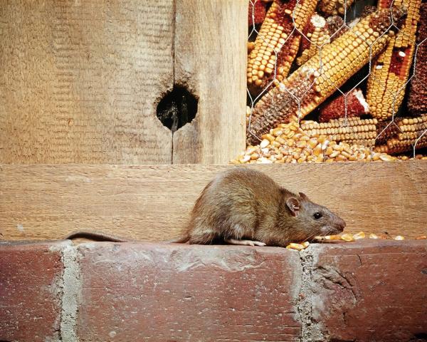 A-1 Pest Management