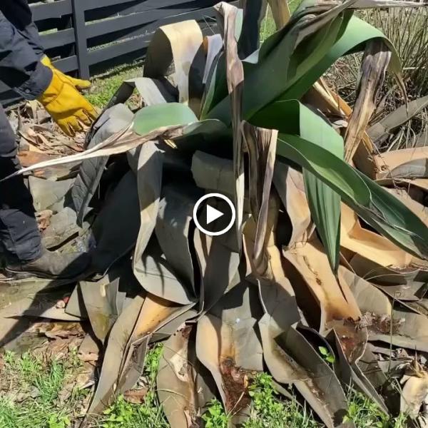 Good Neighbor Lawn Care
