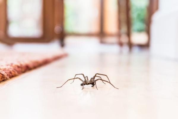 The Killers Pest Control