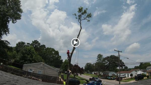 Homeland Tree Service
