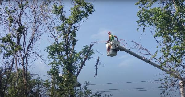 Expert Tree Service Montgomery