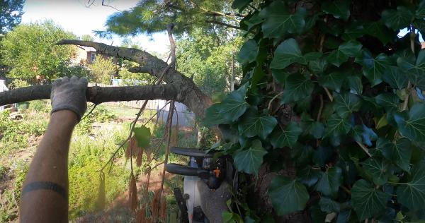 Expert Tree Service Montgomery
