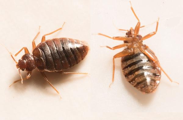 Nepa Pest Control LLC