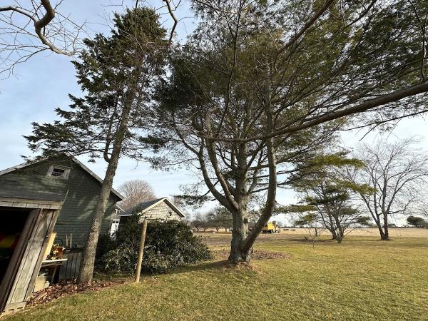 CAM Tree Services