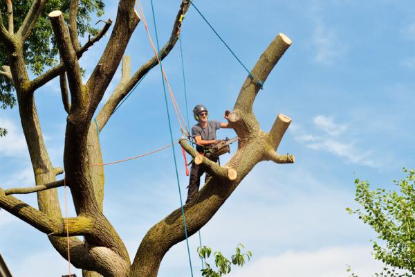 Precision Tree Service