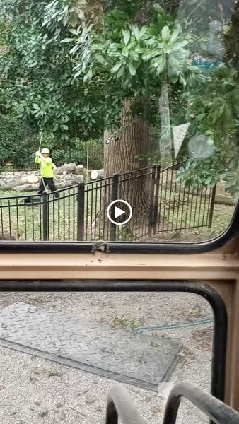 O & O Tree Services