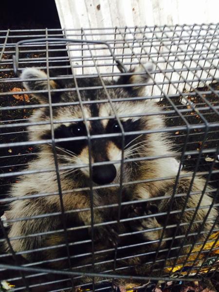 Superb Pest Control