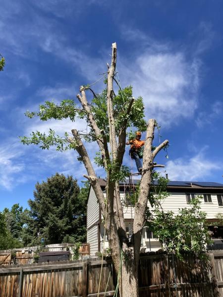 Denver Tree Company