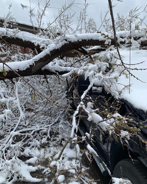 Denver Tree Company
