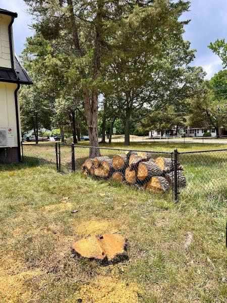 Bayside Tree Removal Service