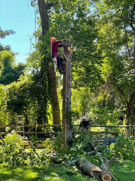 Bayside Tree Removal Service