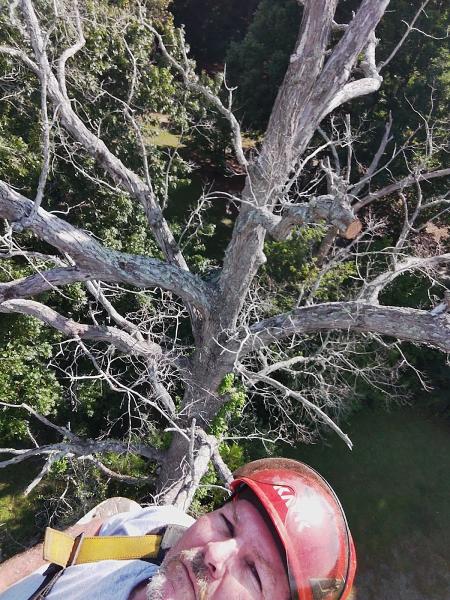 Finley Tree Services