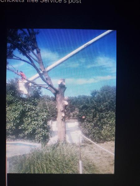 Crickets Tree Service