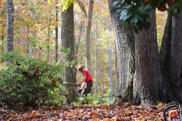 Arborscapes