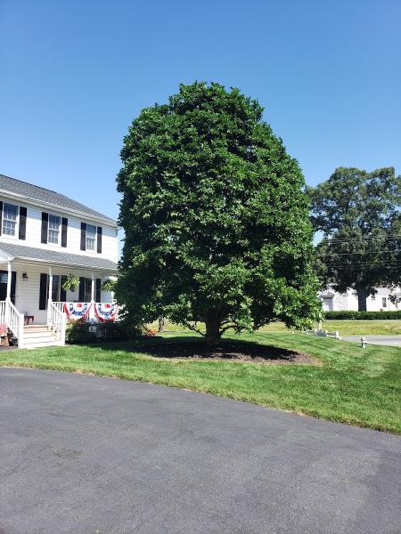 Arborscapes