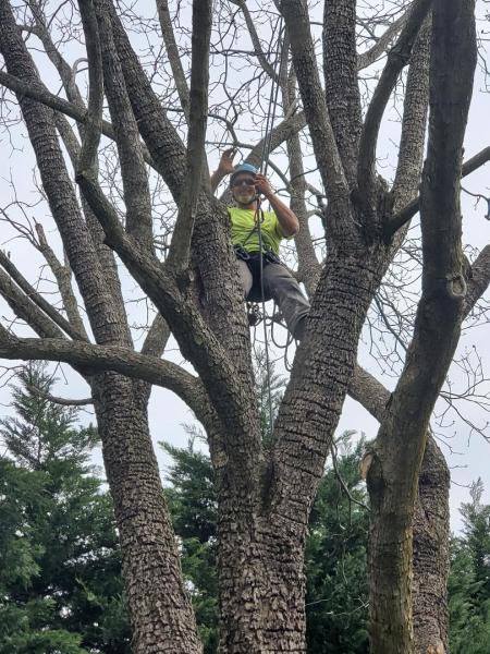 Gallant Tree Experts