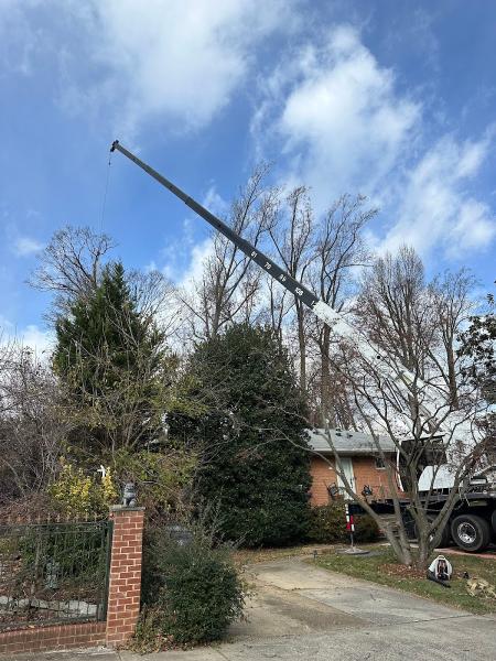 Gutierrez Tree & Crane Services