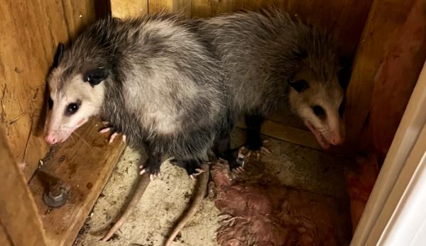 U.S. Wildlife Removal Service
