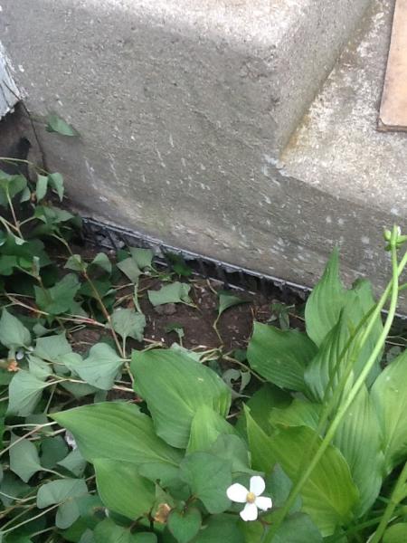 U.S. Wildlife Removal Service