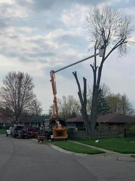 General Tree Company: Dayton Tree Services